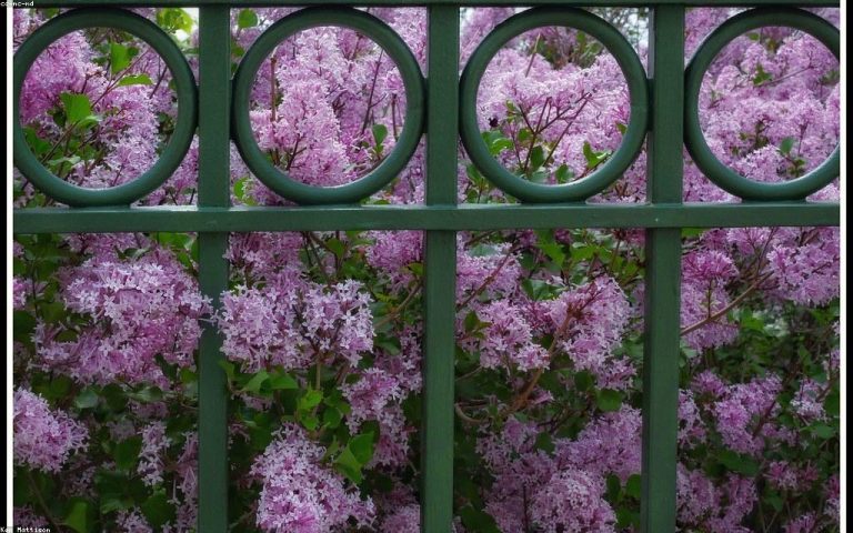Installing a Welded Wire Mesh Fence the Right Way From Start to Finish